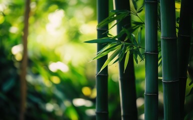 A serene close-up of bamboo stalks surrounded by lush greenery, capturing the essence of...