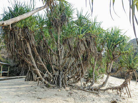 Sea pandan, sand pandan or pandan pudak duri (Pandanus odorifer) is a type of large pandan that is often found on sandy or coral beaches. Its male flowers have a fragrant odor.