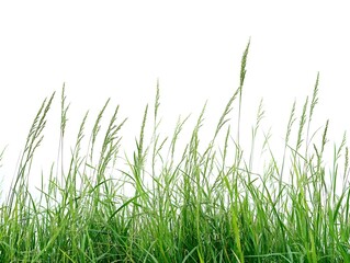 Obraz premium Lush Green Grass and Foliage in Scenic Outdoor Setting