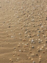 Undisturbed beach with shells