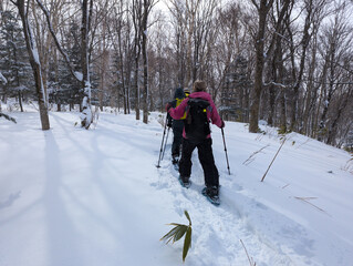 Hikers moving through a snow covered forest on a bright, sunny winters day