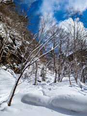 Snowy trees and footprints in a forest (Hokkaido, Japan)