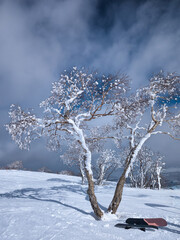 Snowboards near a sowy tree at the top of a piste © whitcomberd