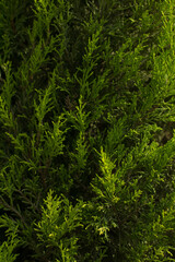 PHOTOGRAPH DETAIL OF DWARF PINE PLANT LEAVES. 