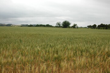 Wheat crops in northern Argentina