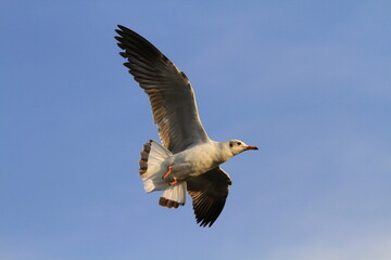Seagull flying in clear blue sky at sunny day. White gull bird soaring in heaven at summer 