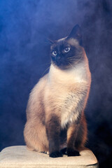 A beautiful Siamese cat is elegantly sitting atop on stool