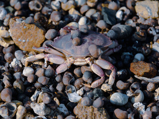 Camouflage Crab and Periwinkle Snails on the Maine Beach