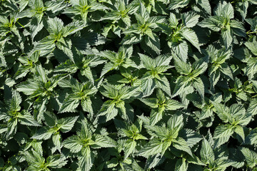 Wild growing nettle background. Green herb texture. Medicinal healthy leaves. Nettle leaf. Vibrant color outdoor garden pattern. Healthy herbal tea plant.