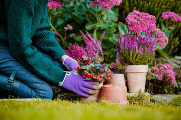 A woman plants autumn flowers in the garden.