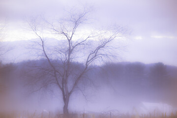 Bare Tree in Purple Fog in Upstate New York