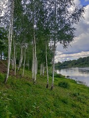 młode brzozy stoją na brzegu rzeki © Nina