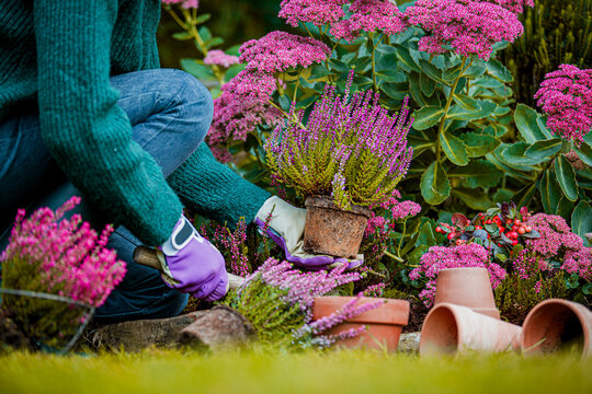 A woman plants autumn heathers in the garden