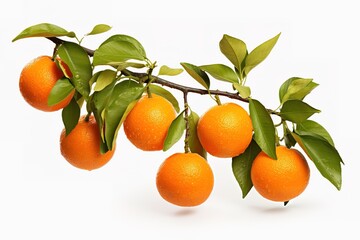 Mandarins with green leaves on a white background
