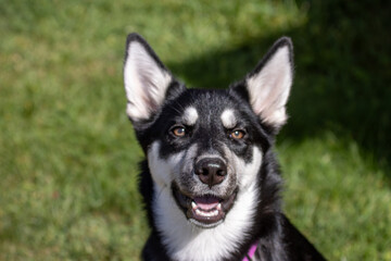 portrait of a dog