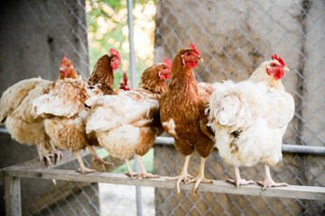 Chickens in a Barn Perched in a Row