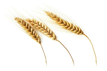 Wheat ears isolated on a white background