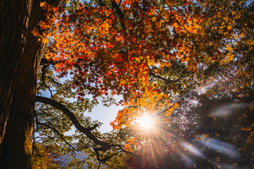 秋深い紅葉に差込む光　鹿教湯温泉