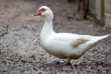 The white duck is happy on mud in farm after rainny day