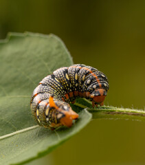 chenille du papillon nocturne sphynx de l'euphorbe en gros plan, c'est une chenille très colorée, chenille très jolie posée sur une feuille de tournesol