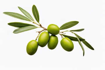 Branch of olive tree with green olives on it isolated on a white.