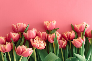 Fototapeta premium Bouquet of pink tulips on pink background. Anniversary celebration concept. Copy space. Top view