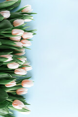 Obraz premium Border of pink tulips on blue background. Anniversary celebration concept. Top view. Copy space