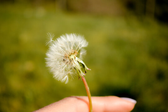 Fototapeta Flor diente de león, pide un deseo, dandelion wish