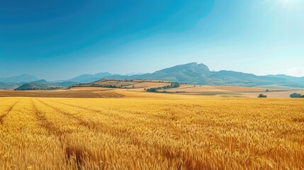 Obraz premium A vast golden field of wheat stretches towards distant mountains under a bright blue sky.
