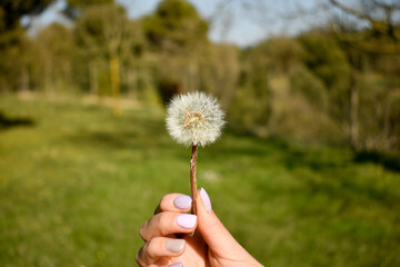 Flor diente de león, pide un deseo, dandelion wish