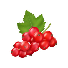 Redcurrant realistic berries, sweet summer fruit, vegetarianism, vitamins garden vector illustration. Cartoon red berries with green leaf, healthy eating, vegetarian food snack