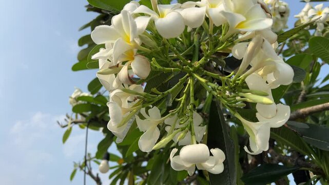 Frangipani Flowers Spathodea flowers with white petals in vietnam near the pool