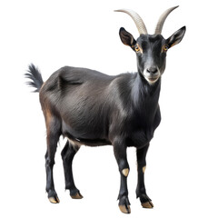 Fototapeta premium goat on a white background | goat isolated on white