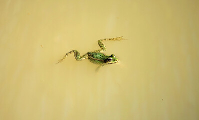 Green frog swimming in pond water