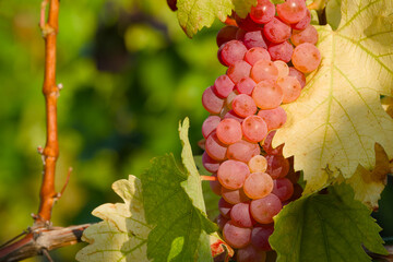 autumn harvest, ripe bunch of grapes in sunset rays in a vineyard close-up