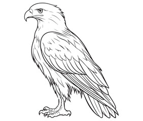 Illustration of an eagle, Hawk vector, Outline eagle vector