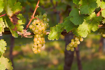 ripe bunch of grapes on the vine