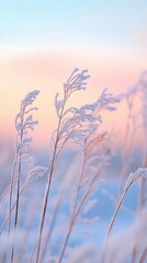 Obraz premium Frost-covered grass at sunrise with pastel