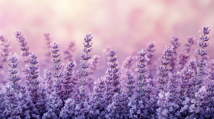 Flat muted soft lavender background with a light, soothing tone 