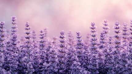 Fototapeta premium Flat muted soft lavender background with a light, soothing tone 