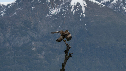beautiful bird about to fly standing on a branch with a snowy mountain in the background
