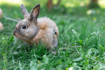 A red-haired domestic rabbit walks down the street. Pets concept.