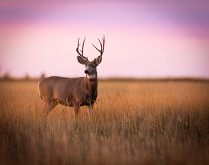 Beautiful white tailed deer portrait in the earlt morning light in southern alberta, jasper , banff, calgary