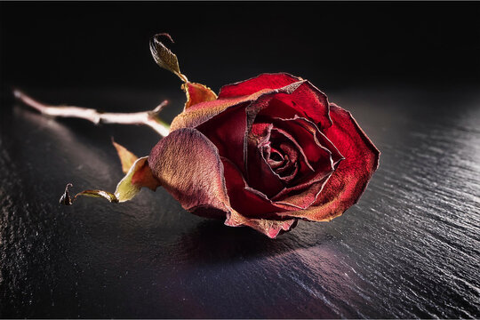 Flores que mantienen su belleza aun estando ya mustias y secas por el paso del tiempo una vez cortadas.