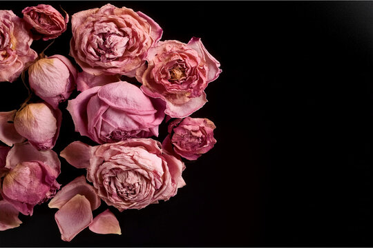 Flores que mantienen su belleza aun estando ya mustias y secas por el paso del tiempo una vez cortadas.