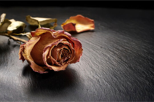 Flores que mantienen su belleza aun estando ya mustias y secas por el paso del tiempo una vez cortadas.