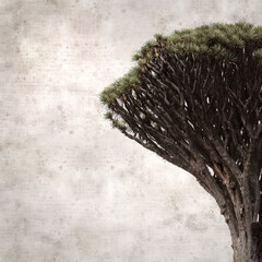 square stylish old textured paper background 
with Dracaena draco, the Canary Islands dragon tree