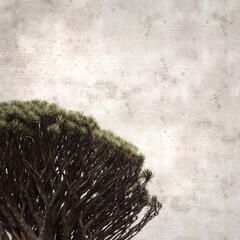 square stylish old textured paper background 
with Dracaena draco, the Canary Islands dragon tree
