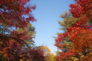 Autumn Foliage in Yeoncheon