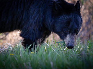 Black Bear closeup in the Canadian Rockies,  this was taken the Kananaskis valley . Calgary, banff, jasper